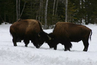 Buffalo bulls sparring